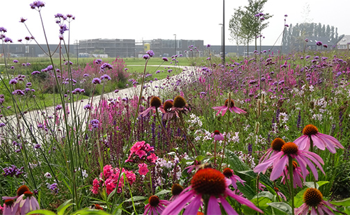 Linear park Blaricummermeent in bloom